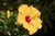 Jual Poster Hibiscus Closeup Yellow WPS