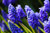 Jual Poster Hyacinths Closeup Blue Bokeh WPS