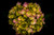 Jual Poster Hydrangea Closeup Black background WPS