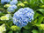 Jual Poster Hydrangea Closeup Light Blue WPS