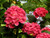 Jual Poster Hydrangea Closeup Pink color WPS 003