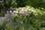Jual Poster Hydrangea Floxes Bells WPS