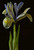 Jual Poster Irises Closeup Black background WPS