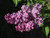 Jual Poster Lilac Black background WPS