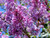 Jual Poster Lilac Flowering trees WPS