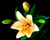Jual Poster Lilies Closeup Black WPS