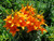 Jual Poster Lilies Closeup Orange WPS 001