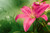 Jual Poster Lilies WPS 002