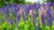 Jual Poster Lupinus Many WPS 002