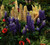 Jual Poster Lupinus Poppies Closeup WPS