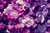 Jual Poster Macro Closeup Lilac Violet WPS 001