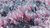 Jual Poster Magnolia Closeup Branches Pink color WPS