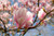 Jual Poster Magnolia Spring Closeup Branches Pink color WPS