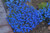 Jual Poster Many Blue WPS