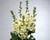 Jual Poster Matthiola Closeup Gray background White Flower bud WPS