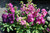 Jual Poster Matthiola WPS