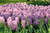 Jual Poster Netherlands Hyacinths WPS 002 Jual Poster Netherlands Hyacinths WPS 002