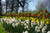 Jual Poster Netherlands Parks Daffodils Fritillaria Keukenhof WPS