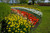 Jual Poster Netherlands Parks Daffodils Tulips Keukenhof Lisse WPS 002 Jual Poster Netherlands Parks Daffodils Tulips Keukenhof Lisse WPS 002