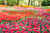 Jual Poster Netherlands Parks Tulips WPS 017