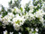 Jual Poster Oleander Closeup White WPS 002