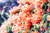 Jual Poster Orange WPS