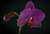 Jual Poster Orchid Closeup Black background Violet Flower bud WPS