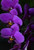 Jual Poster Orchid Closeup Black background Violet WPS 002