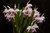 Jual Poster Orchid Closeup Black background WPS 002