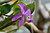 Jual Poster Orchid Closeup Bokeh Violet WPS