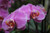 Jual Poster Orchid Closeup Bokeh WPS 001