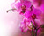Jual Poster Orchid Closeup Pink color WPS 001
