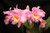 Jual Poster Orchid Closeup Princess WPS