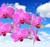 Jual Poster Orchid Closeup Sky Pink color WPS