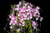 Jual Poster Orchid Closeup WPS 004