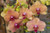 Jual Poster Orchid Closeup WPS 014