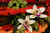 Jual Poster Orchid Closeup WPS 015