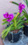 Jual Poster Orchid Flowerpot Violet WPS
