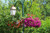 Jual Poster Parks Petunia Street lights WPS