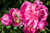 Jual Poster Peonies Pink color WPS 002