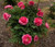 Jual Poster Peonies Shrubs Pink WPS
