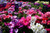 Jual Poster Petunia Many Multicolor WPS