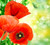 Jual Poster Poppies Closeup Red WPS 003