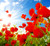 Jual Poster Poppies Closeup Sky Rays WPS