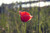 Jual Poster Poppies Closeup WPS 001