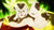 Poster Dragon Ball Super Kale (Dragon Ball) Dragon Ball Dragon Ball Super APC014A