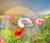 Jual Poster Poppies Rainbow WPS 001