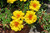 Jual Poster Portulaca Closeup Yellow WPS