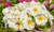 Jual Poster Primula Closeup White WPS 003