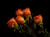 Jual Poster Roses Black background Orange WPS